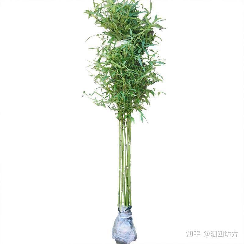 实心竹及文玩——（3）实心竹繁殖方法 - 知乎