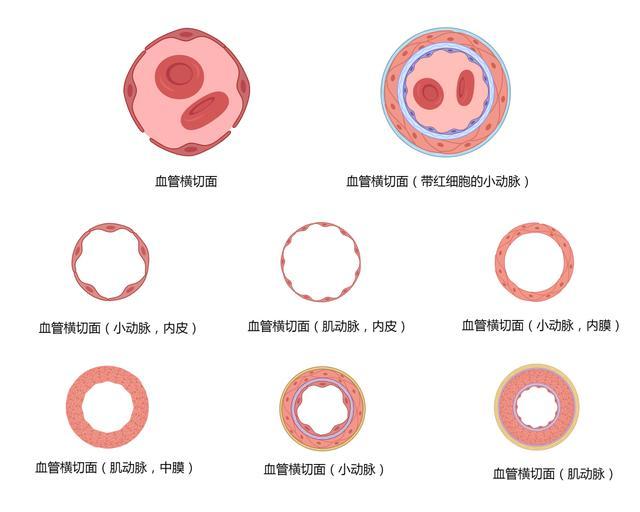 心血管系统高清矢量图汇总,心内科医生必备 - 知乎