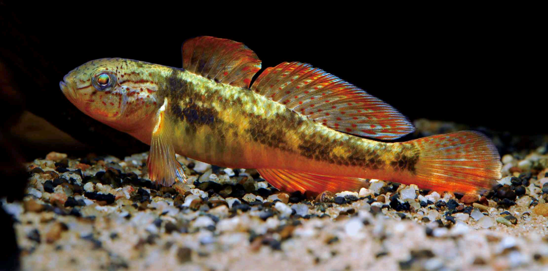 原生虾虎鱼科普,原生缸60%的人都会选择的配鱼 - 知乎