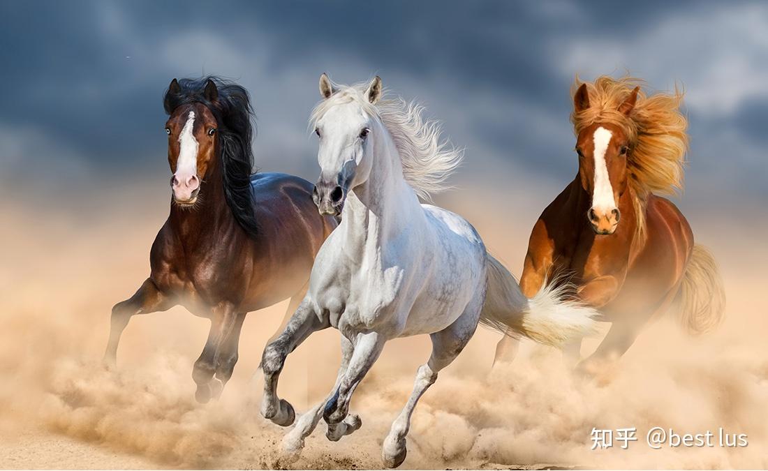 良马期乎千里不期乎骥骜