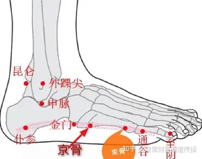 京骨是膀胱经的原穴，清热止痉明目舒筋 - 知乎
