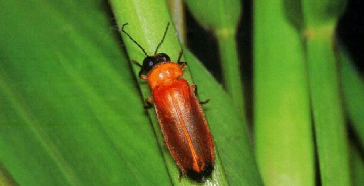 条背萤  (图片来源于网络)半水生萤:鹿野氏黑脉萤(pristolycuskanoin