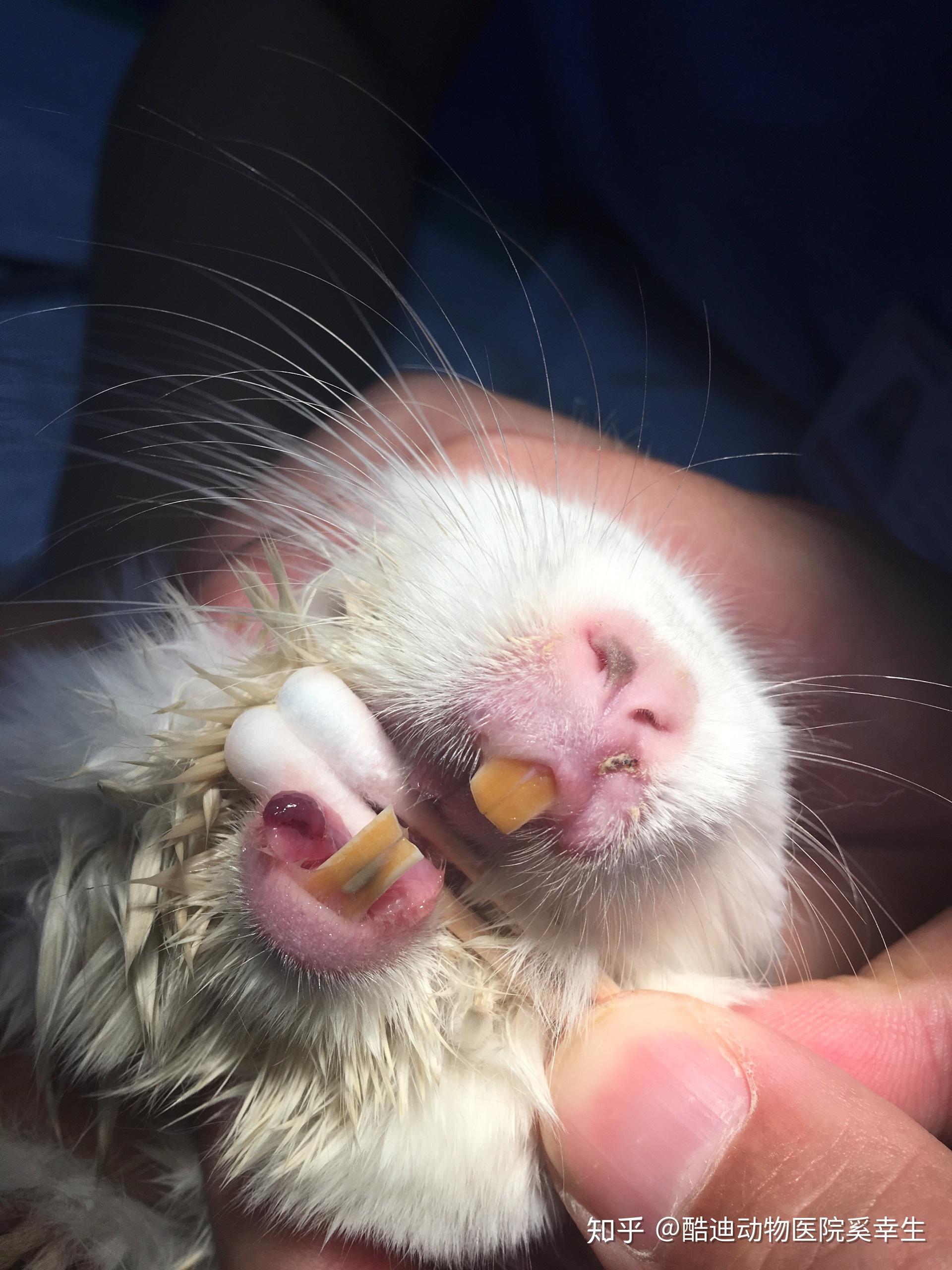 龙猫口腔疾病 - 知乎