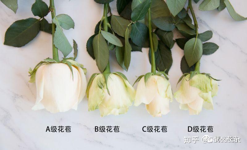 哪里能买到真正的玫瑰花 v2-78fb7816115bce332fbf4efeba0742be_r.jpg