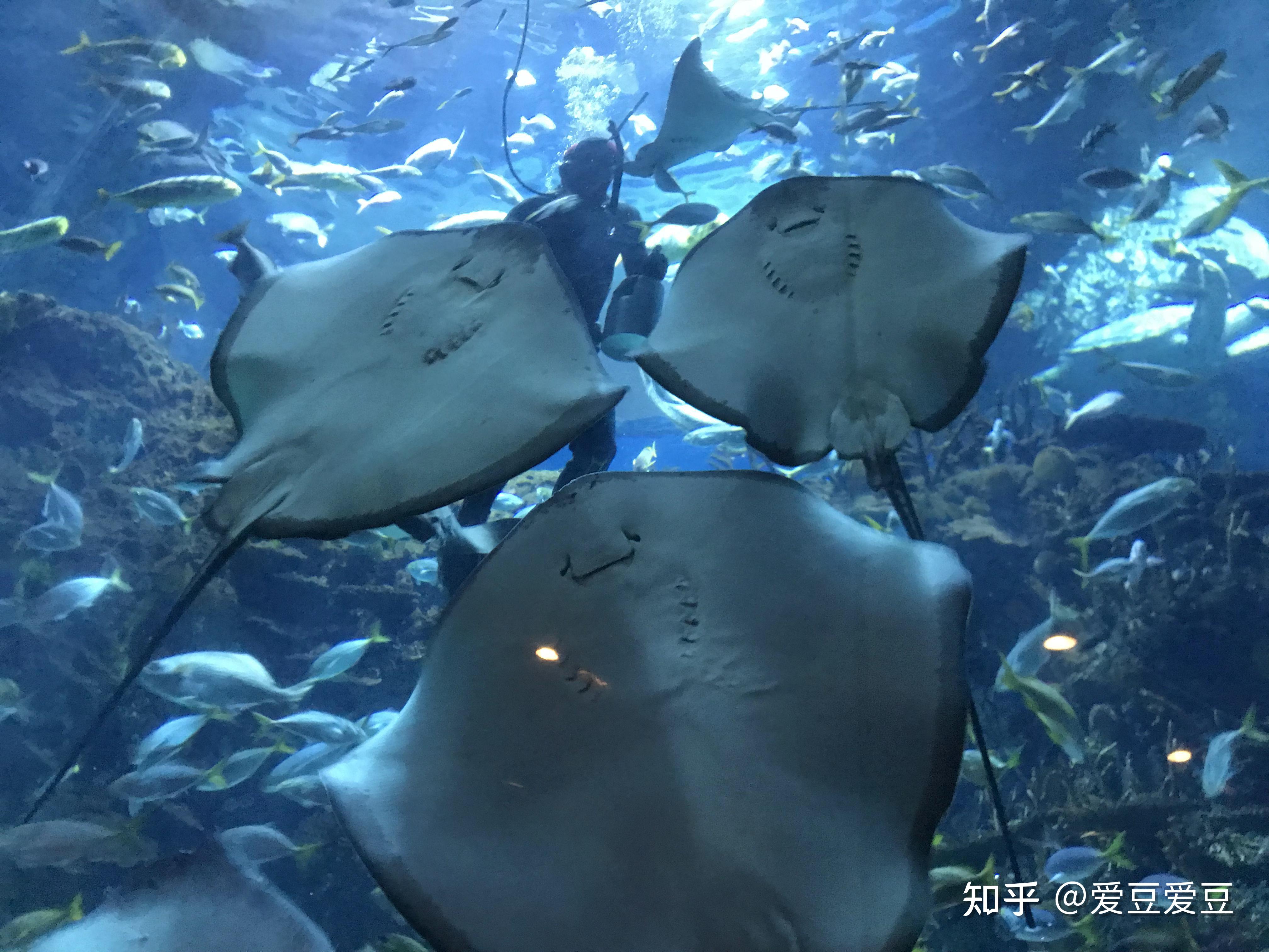 易往无前飞驰人生打卡北京海洋馆