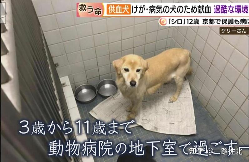 它被专门用来献血供血狗小白的壮烈一生