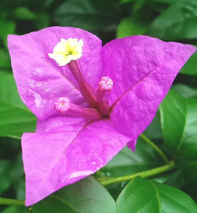 经常被人们误以为是花,并且花苞片形状犹如叶子,因而得名