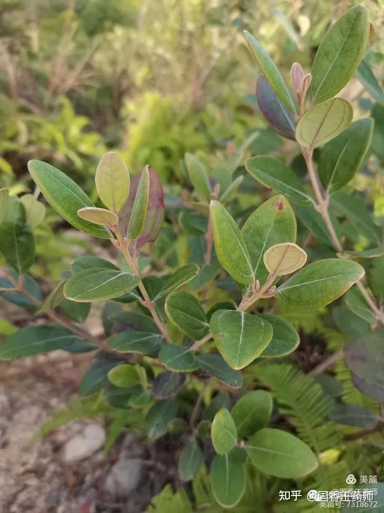 白背葉酸藤子簕欓花椒,俗名降龍木.