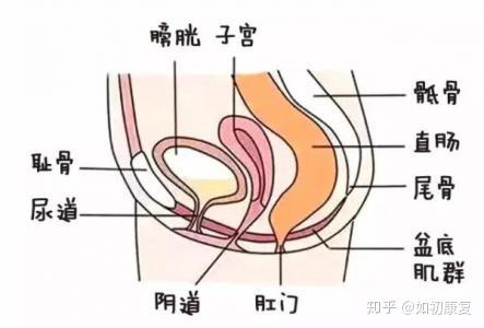 盆底肌运动 凯格尔运动 应该怎样做 知乎