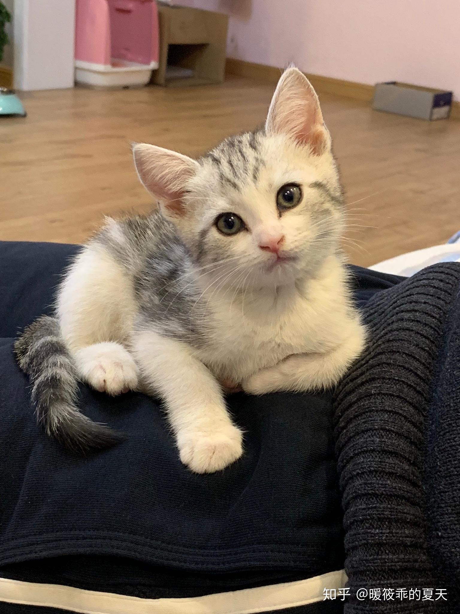 养六个月以下的小奶猫是怎样的体验? - 知乎