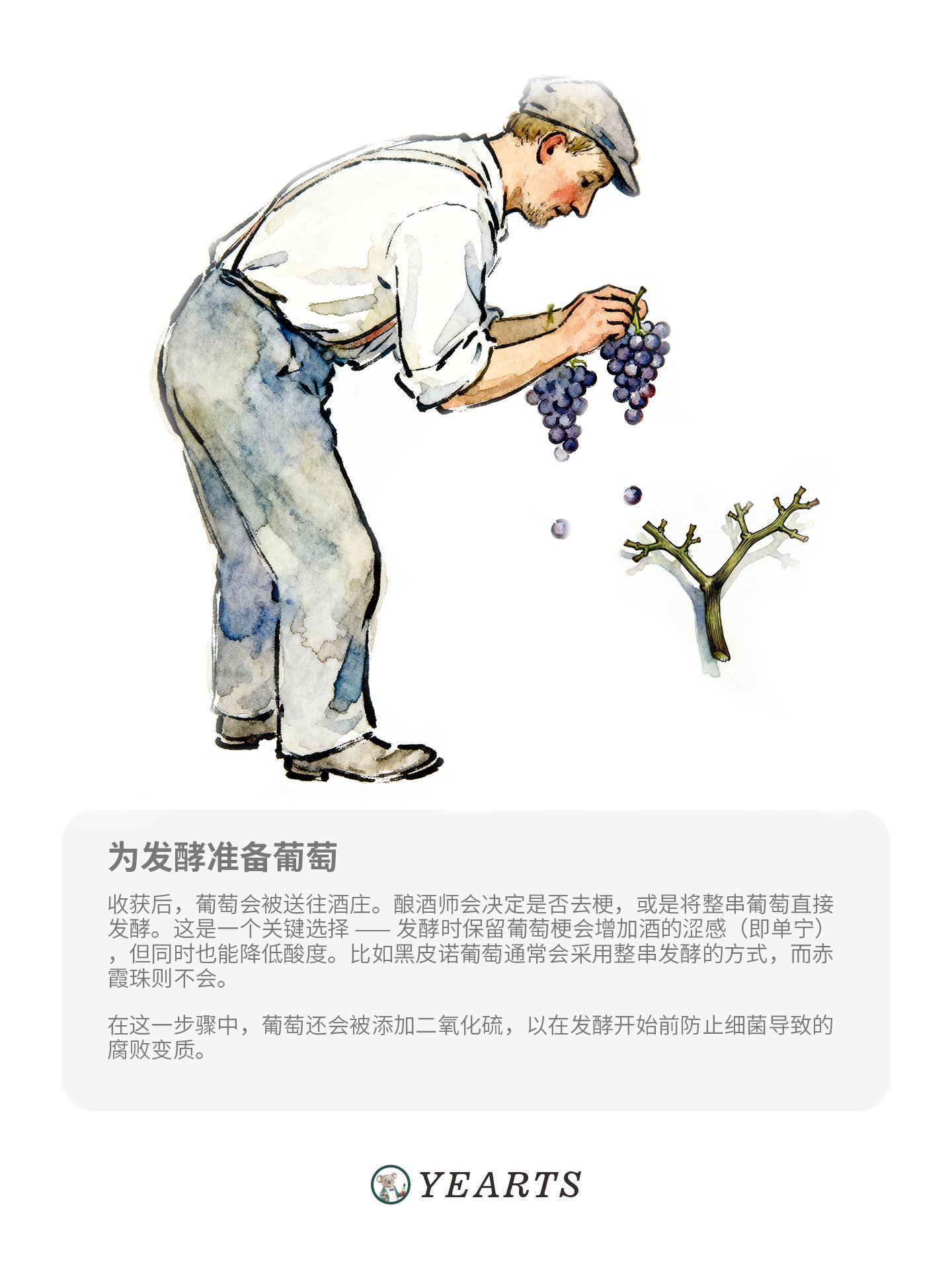 图片[2]-葡萄酒酿造步骤-yearts