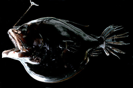 地球上最黑的鱼到底有多黑