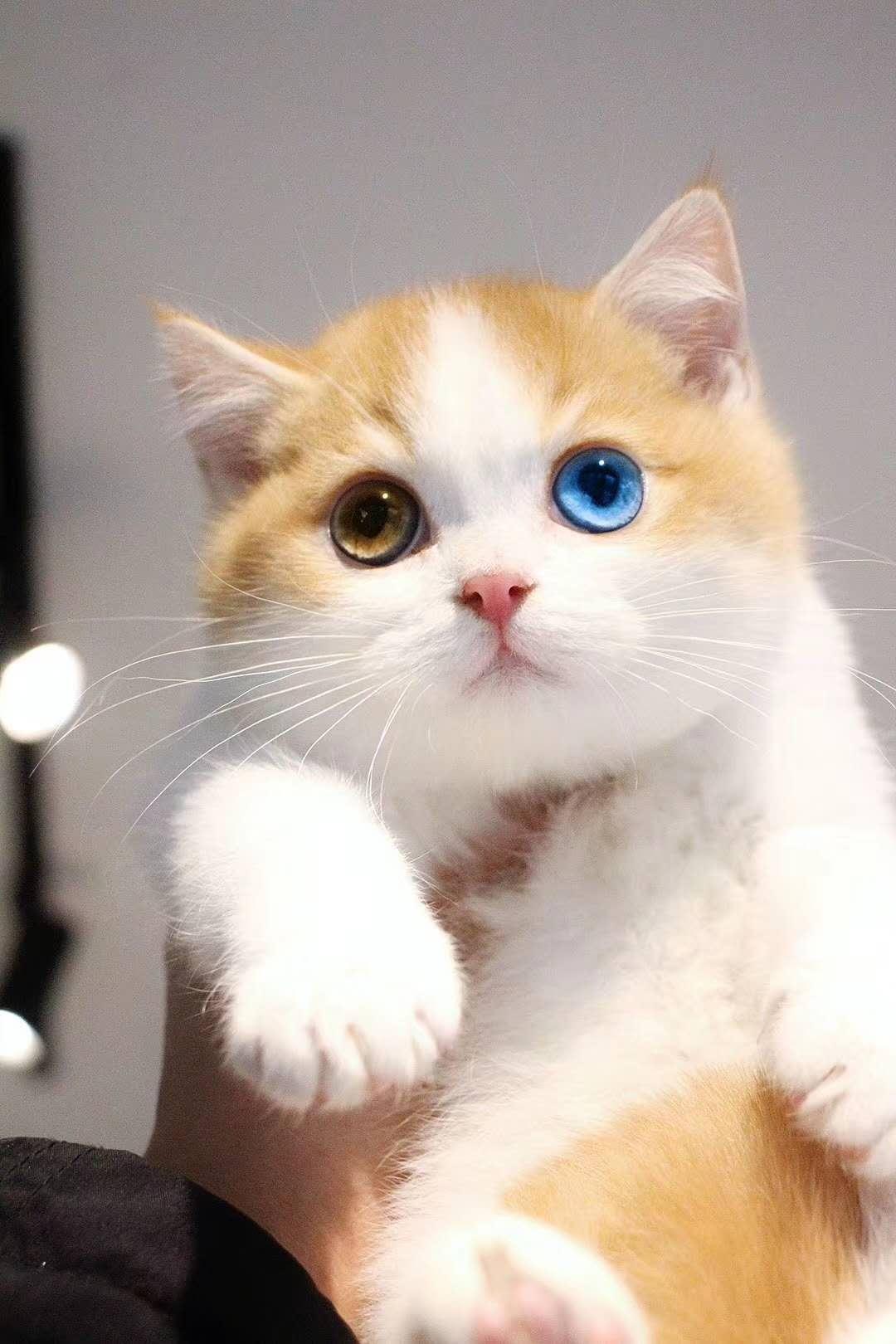 怎么拥有异瞳 v2-792acb449998717d337ea31f2b6b380d_1440w.jpg?source=172ae18b