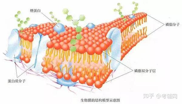 【高中】高中生物基础图例及对应考点集锦，太经典了！