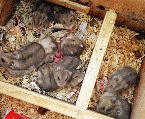 (所谓星期鼠即买回来大概一个星期就死亡的小仓鼠),即使不是"星期鼠"