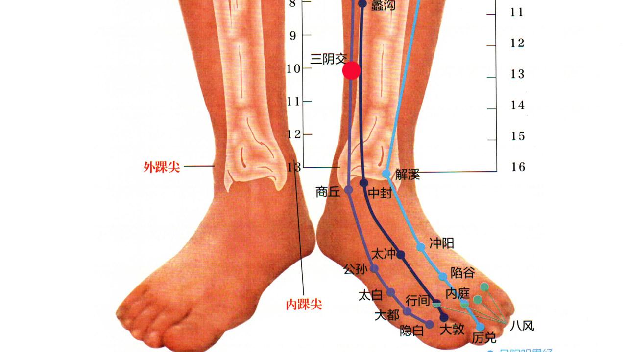 髌底位置在哪里图片