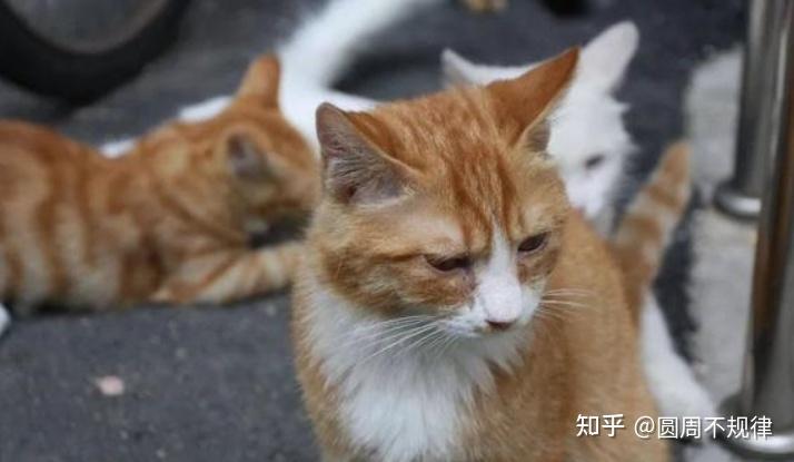 top1:中华田园猫