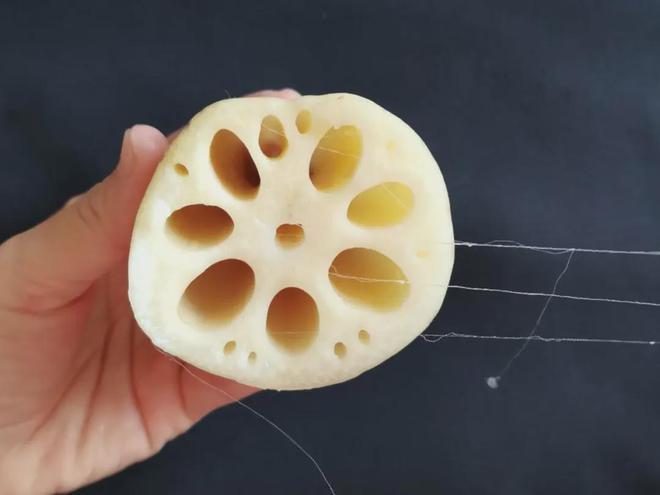 Cross section of lotus root