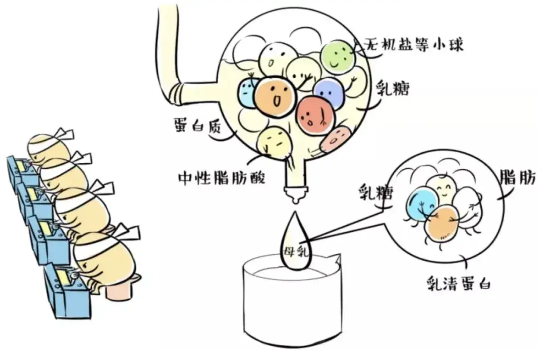 我不是可有可无的产奶机器6个月后的母乳仍然非常有营养