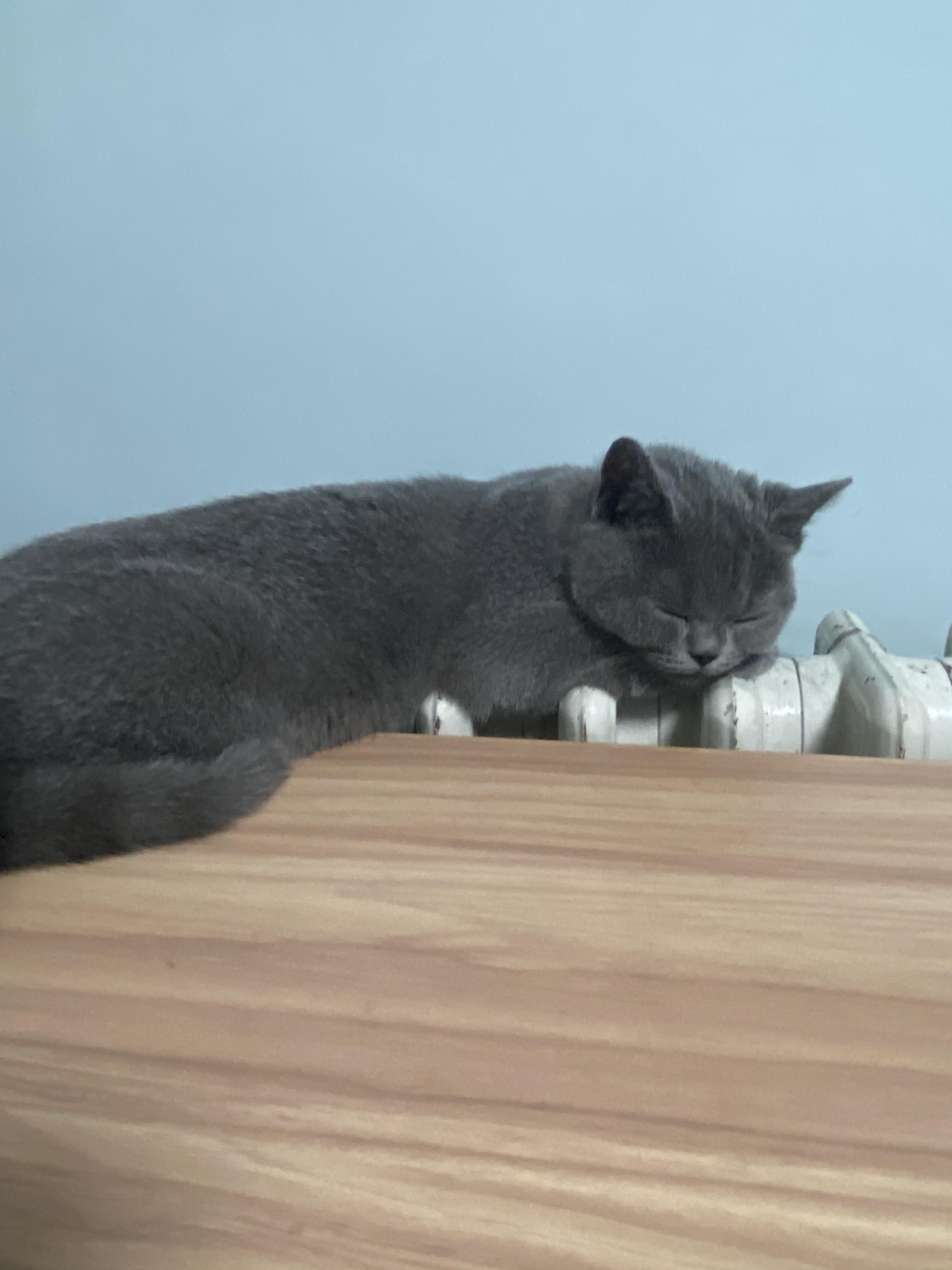 故事的开始是家里的猫 v2-7947baa6a3bd33be8e456f4b421a6dcd_r.jpg
