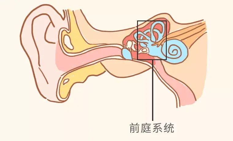 介绍原理前,先带大家认识一个重要器官,在我们头部,位于内耳的前庭