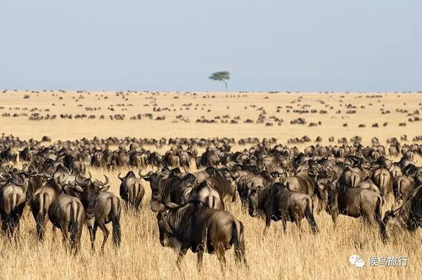 科普 东非动物大迁徙 教你如何分辨这些非洲动物 知乎