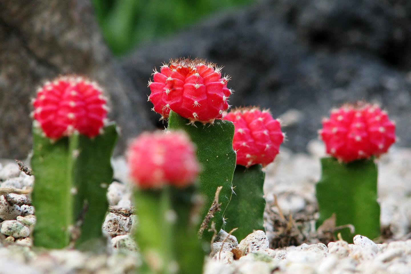 植培施 绯牡丹gymnocalycium Mihanovichii 多肉植物栽培手册 知乎