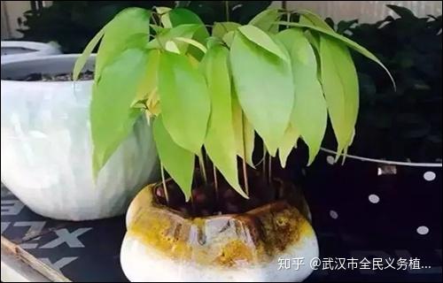 家里种盆荔枝盆栽,你也能“日啖荔枝三百颗” - 知乎
