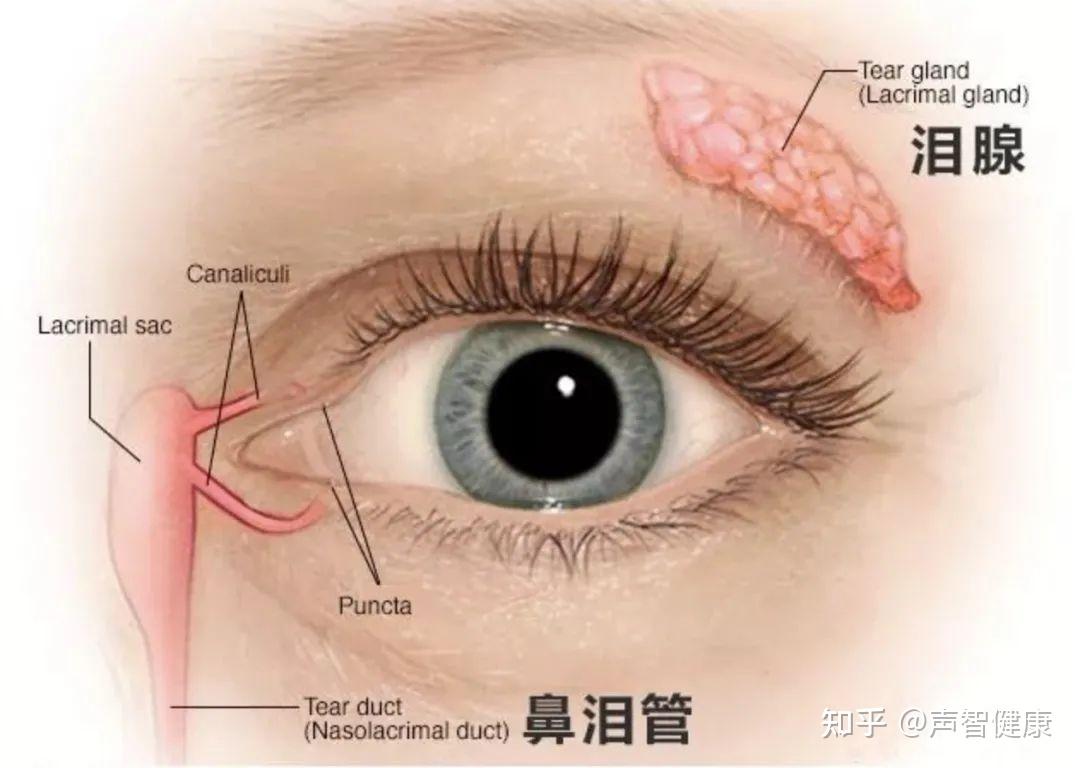大脑发达太聪明就容易哭是泪失禁体质本人了