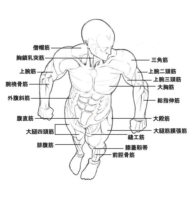 男生身体画法步骤图片图片