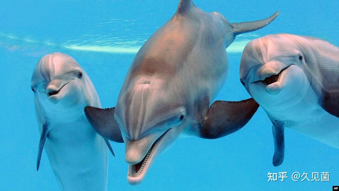 海豚还会吹口哨研究发现海豚利用吹口哨吸引范围内雌性海豚