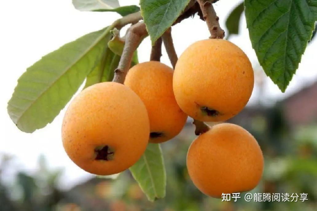 水果养生篇之--枇杷的作用 - 知乎