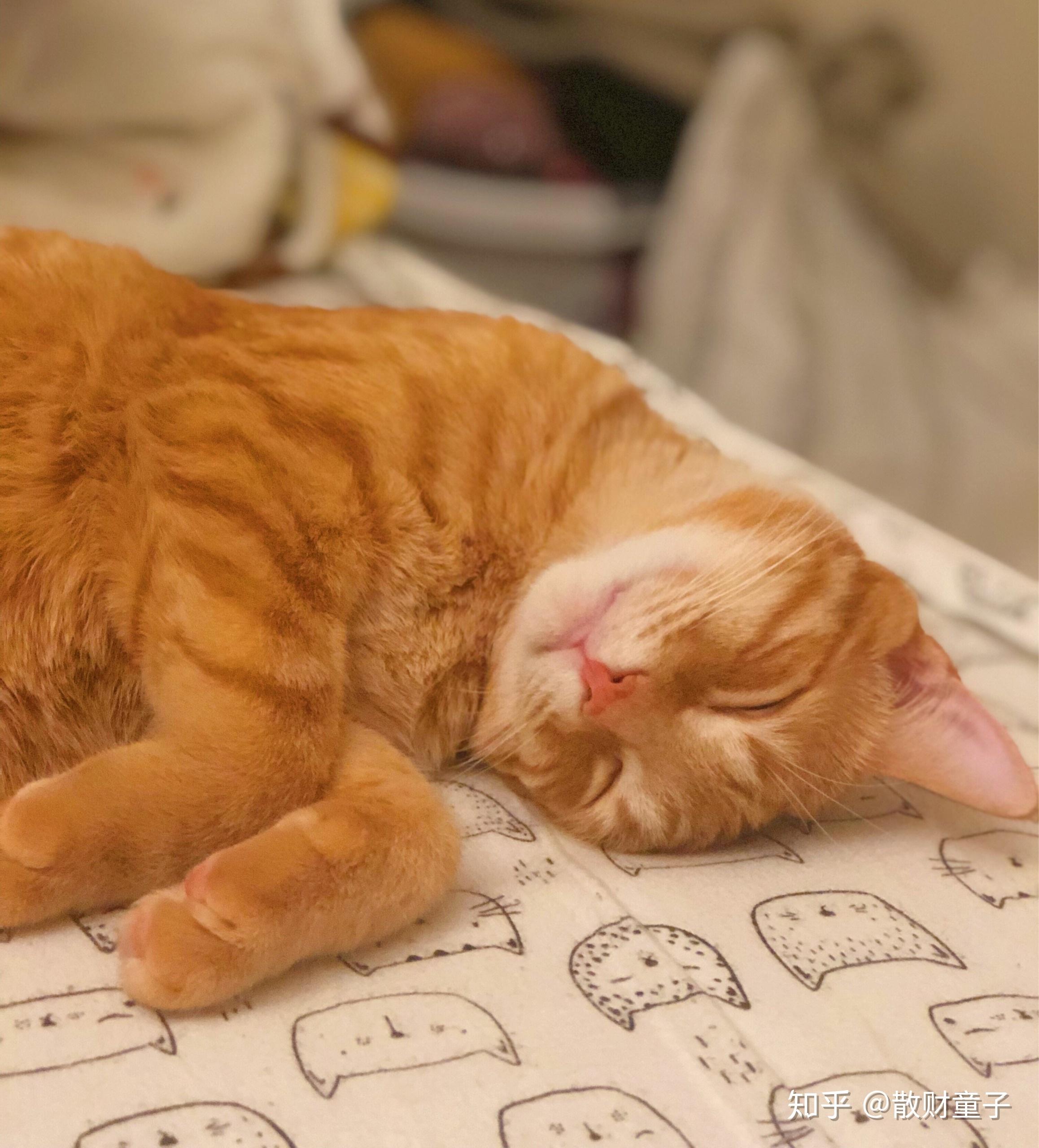 床单上可爱的小花猫