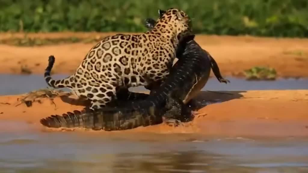 简蒙宣传视频comeon简蒙海峡