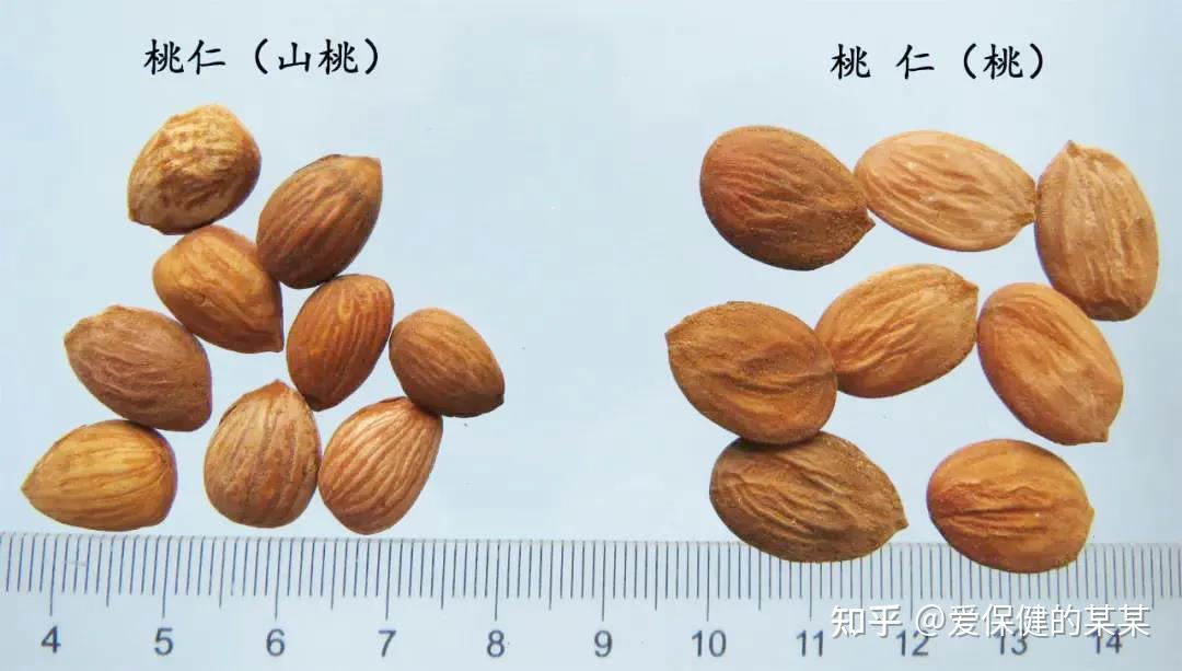 一起来看止血化瘀药——桃仁 - 知乎