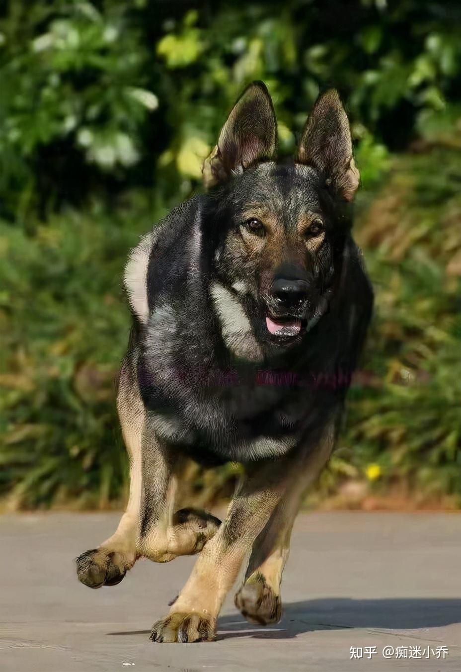 昆明犬是由昆明警犬研究基地培育改良的犬种,忠诚可靠,体制强壮,外形