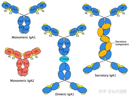 对抗病原菌,帮助共生菌定植的“重要开关” - 知乎