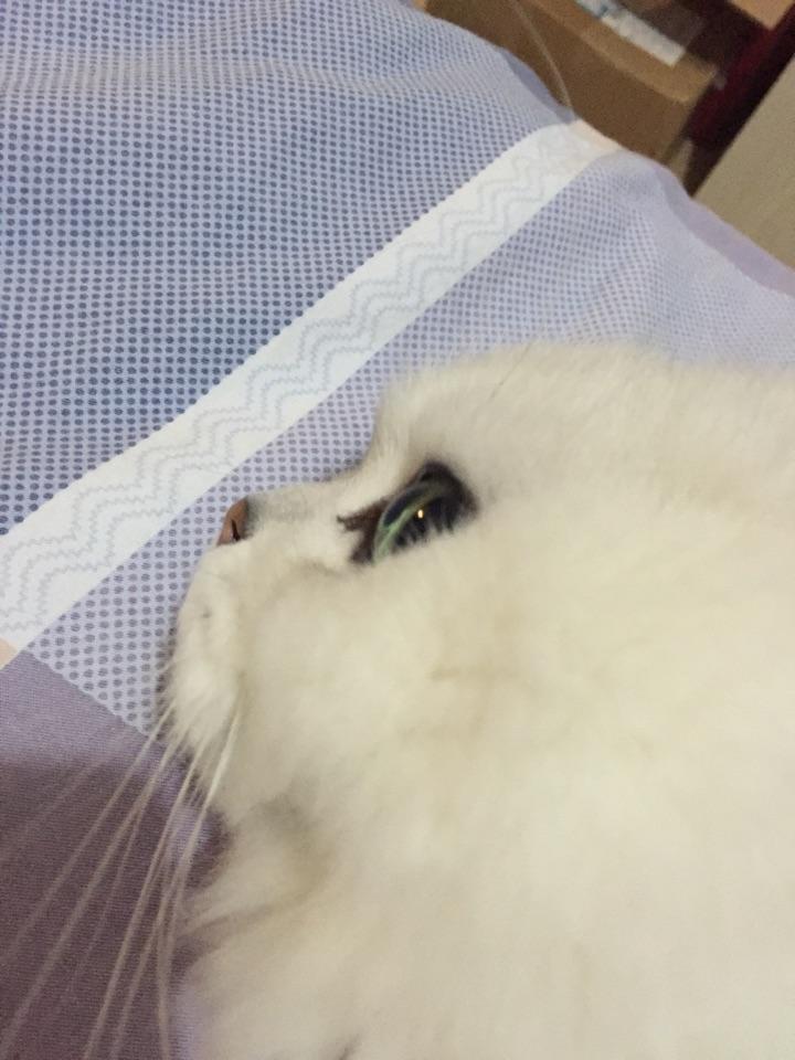 为什么我的猫一直在睡觉? - 宋之一的回答