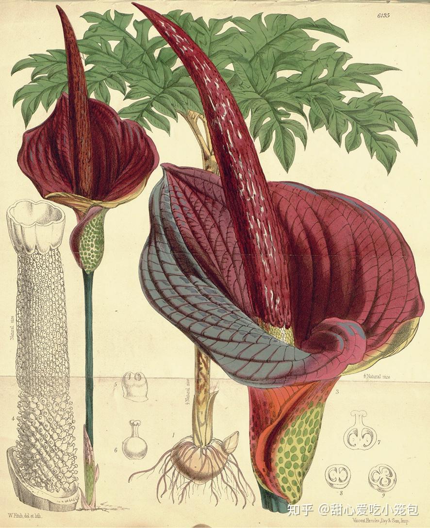 魔芋属在西方的名字也好不到哪儿去,比如拉丁名amorphophallus,是由a