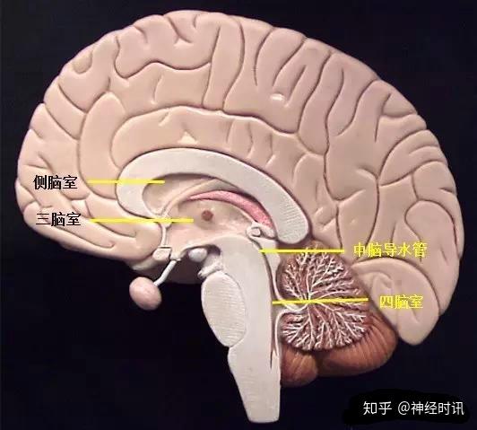 史上最全腦室解剖圖譜快收藏了吧