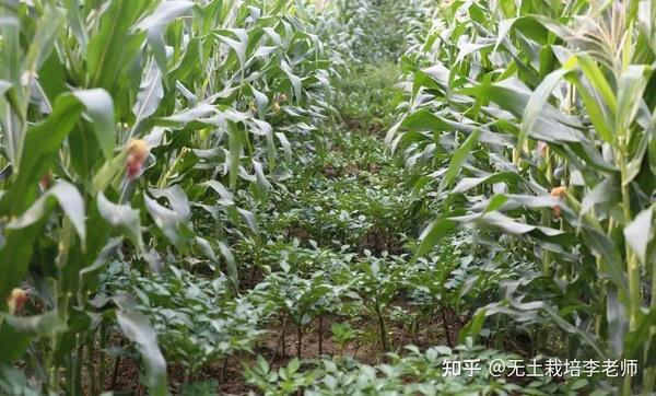 12种农业种植套种技巧,收入翻倍 - 知乎