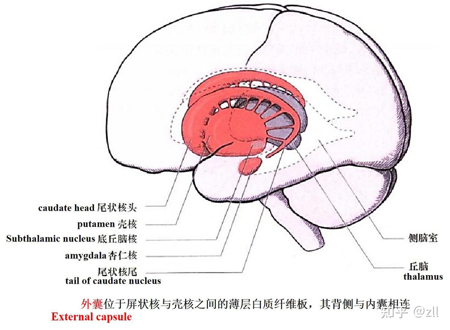 大脑分区与结构 - 知乎