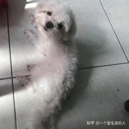 狗狗喝了肥料水的怎么办 知乎