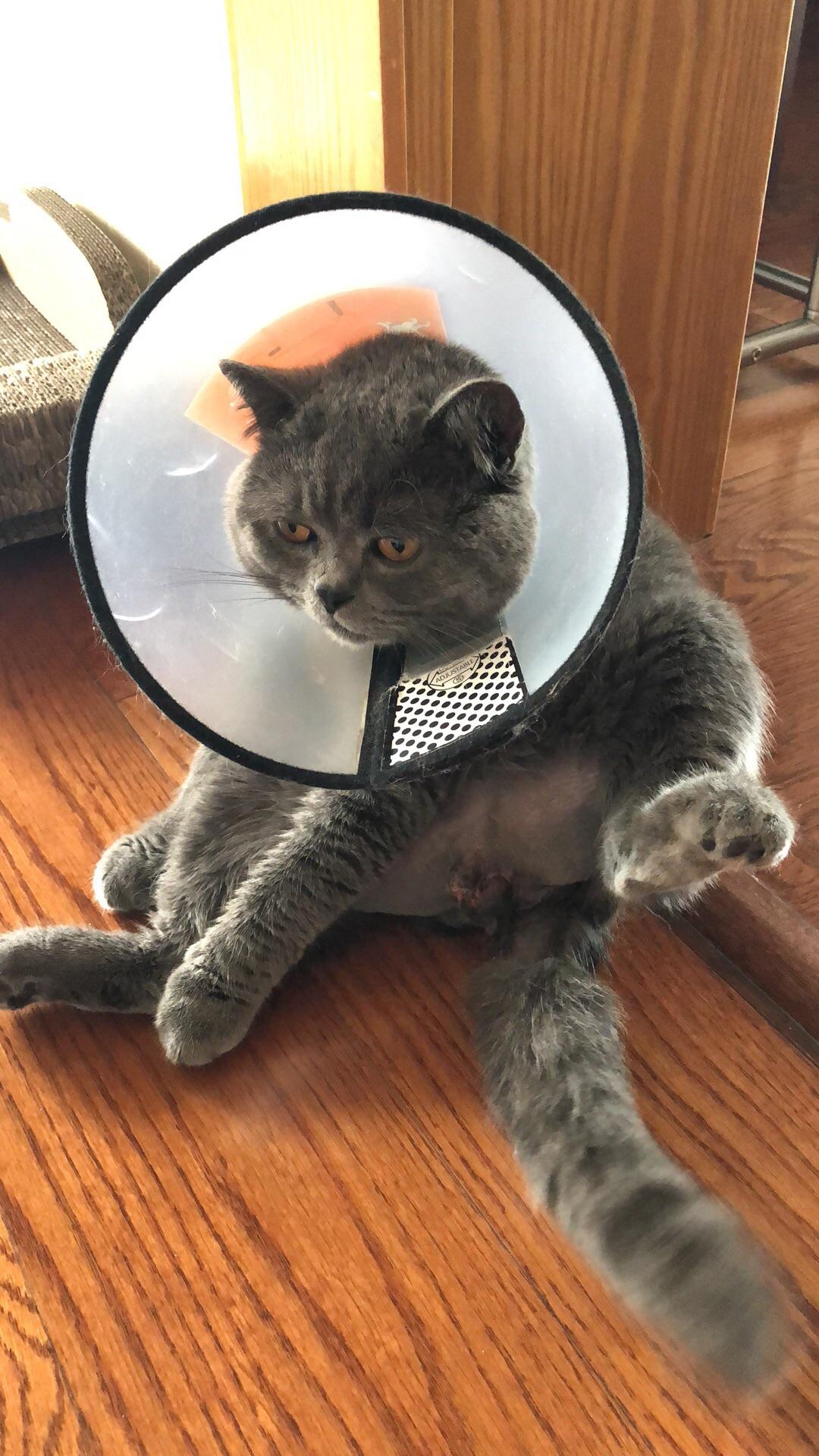 猫绝育的时候真的需要演戏吗?