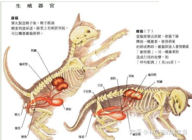 求母猫的尿道口阴道口肛门的位置示意图