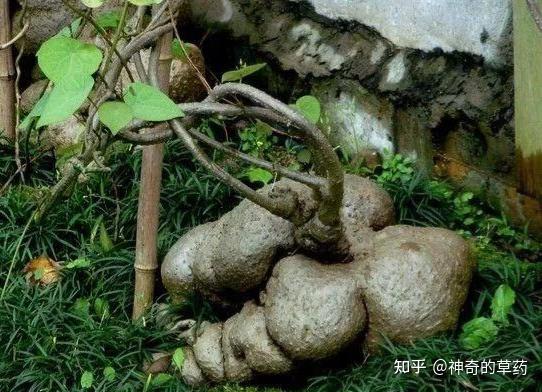 中药材:金不换 - 知乎
