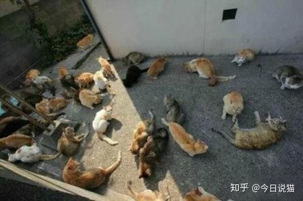 猫咪为什么对猫薄荷如此痴狂 知乎