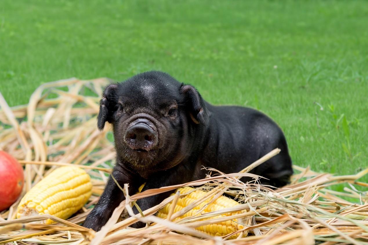 黑猪它的主要优点是和我们常见的白猪相比,肉质更加