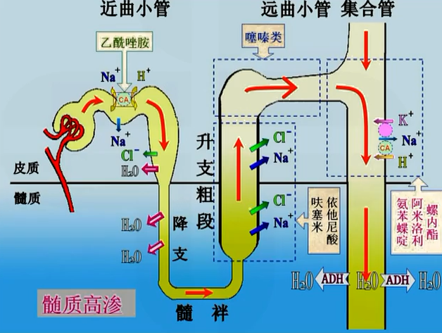 NA药理图片