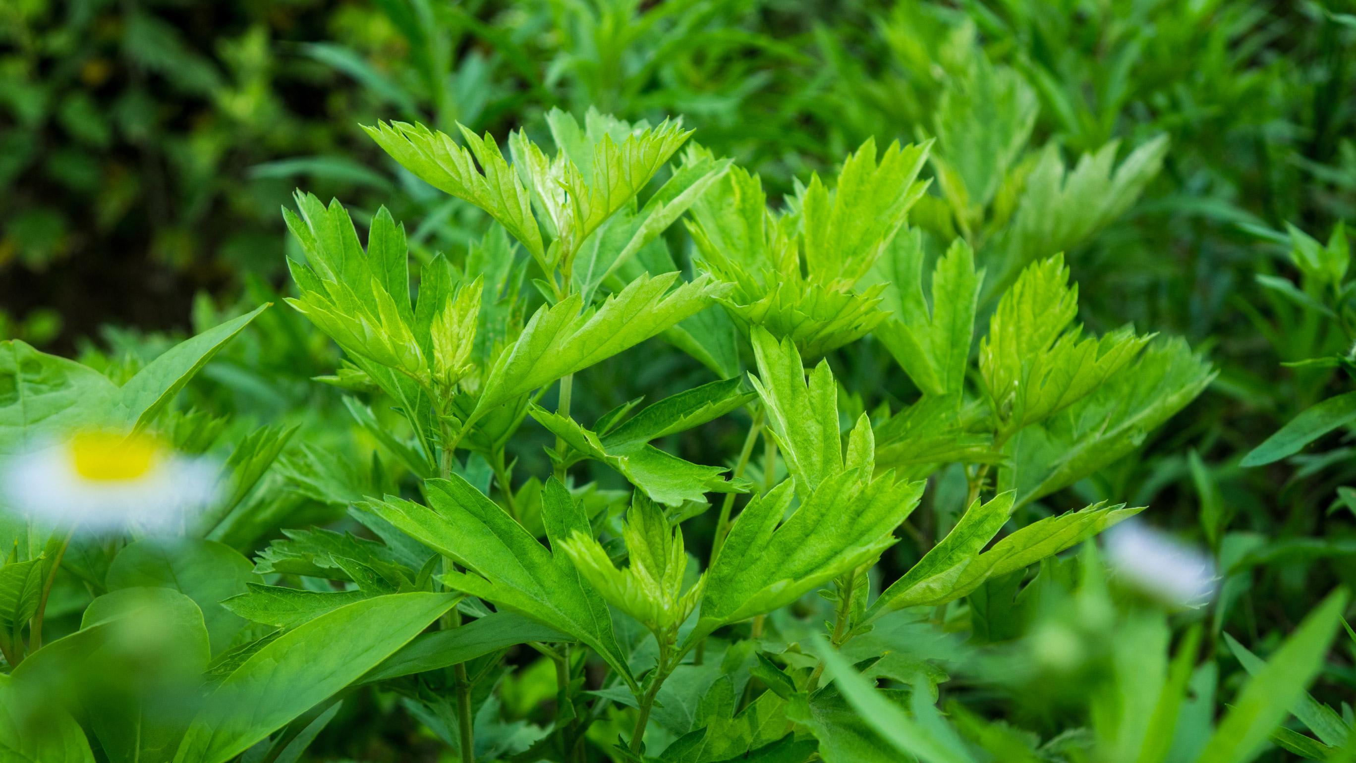 艾草摄影图__花草_生物世界_摄影图库_昵图网nipic.com